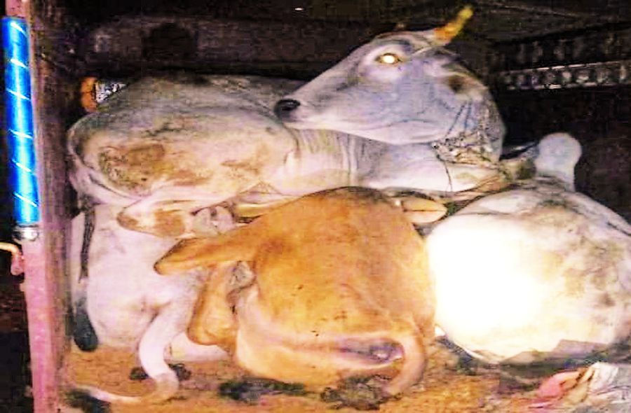मेवात में गोवंश की तस्करी, पुलिस के हाथ नहीं आ रहे तस्कर