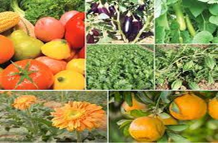 Horticulture in Bhilwara: भाने लगी बागवानी, हर साल बढ़ रहा अमरूद के प्रति रूझान