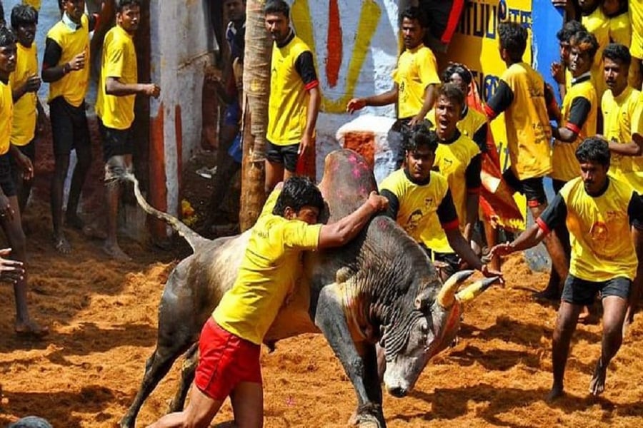 Tamil Nadu Jallikattu guidelines:150 spectators allowed, negative Covid result mandatory