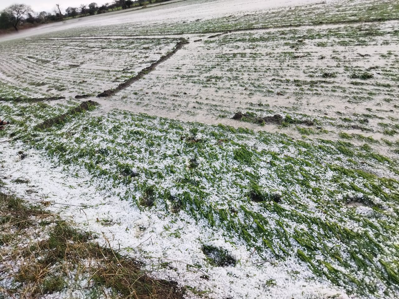 आधे जिले में बिछी बर्फ की सफेद चादर, फसलों को भारी नुकसान