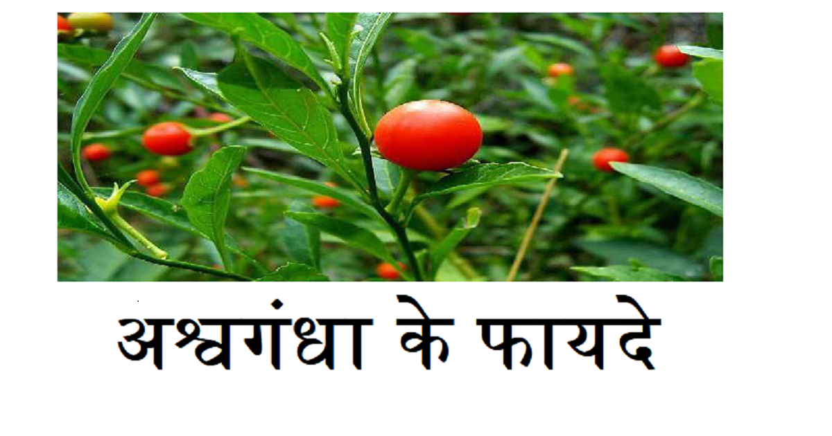 जानिए अश्वगंधा चूर्ण से होने वाले इन फायदों के बारे में