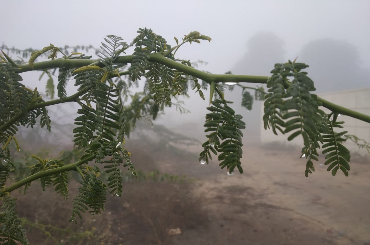 कोहरे और ठिठुरन से जनजीवन प्रभावित