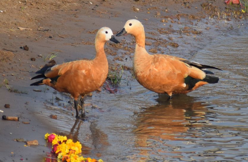 ruddy shelduck bird : lucky is rare Surkhab, a glimpse can bring change in life