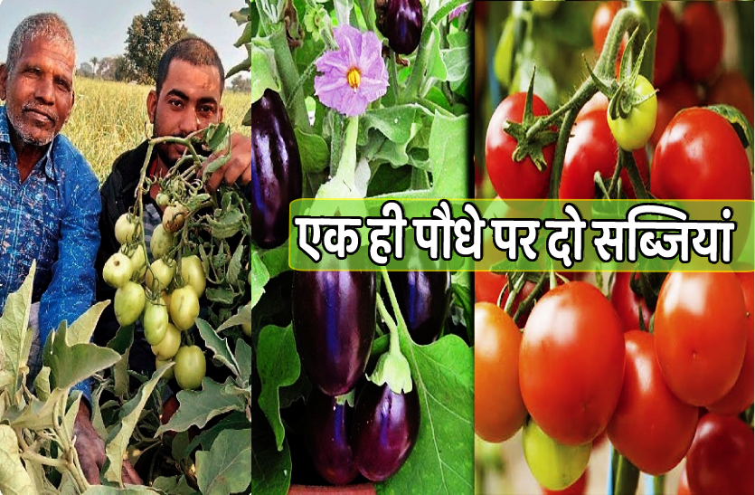 tomatoes_on_eggplant_plant_plant_hybrid_technology.png