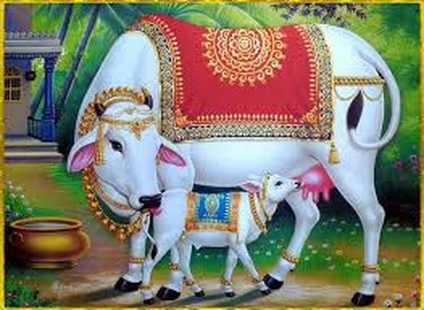 SURAT NEWS: गौ ग्रास संग्रह केंद्रों पर की गई तुलादान व्यवस्था
