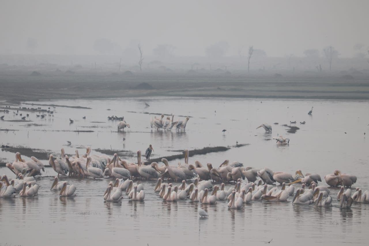 एशियन वाटरबर्ड सेंसस की गणना में मोरेल बांध पर मिले 5150 जलीय पक्षी