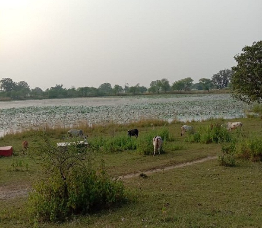 rewa