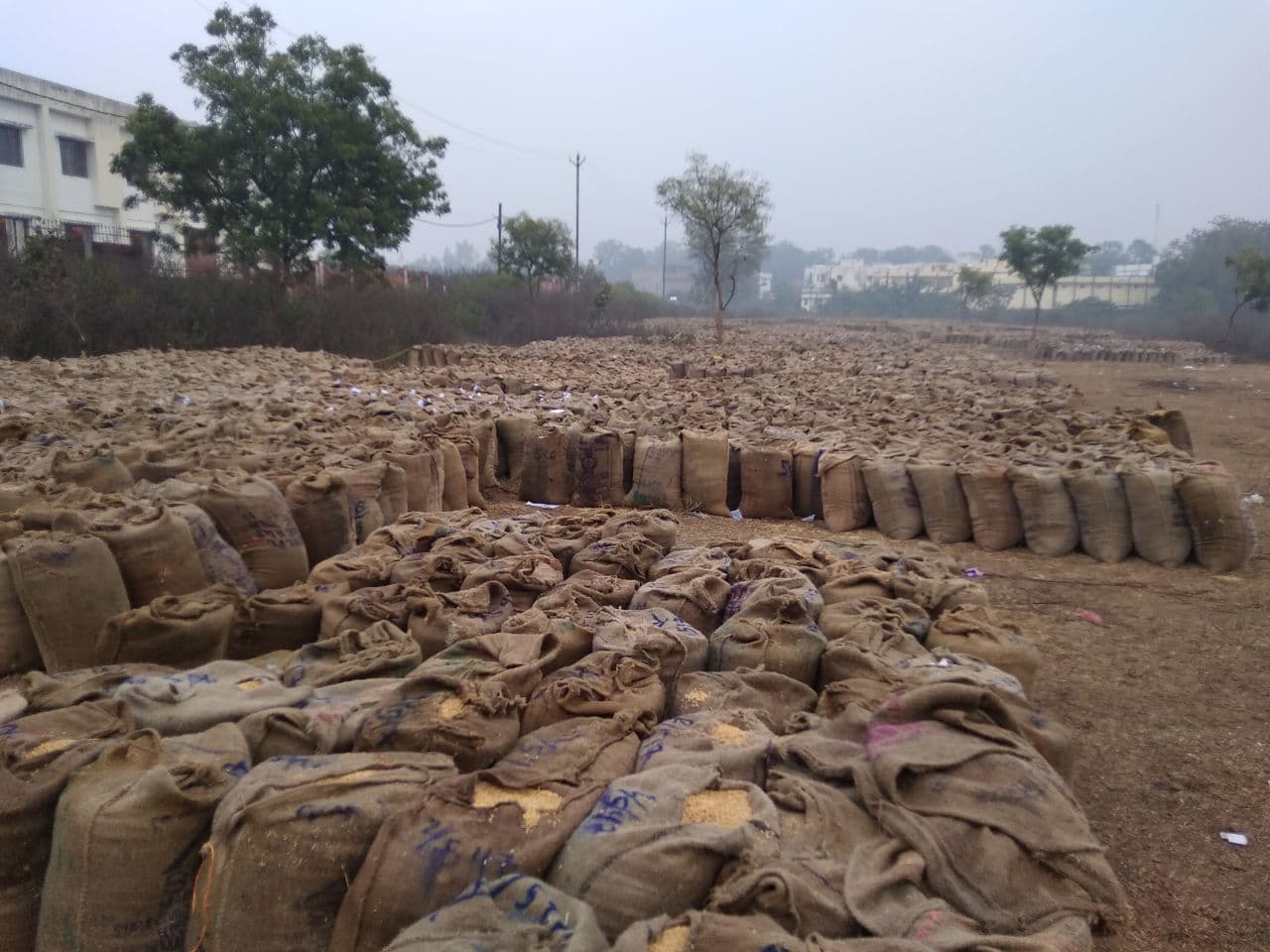 Lack of space in paddy storage, 18 thousand MT paddy in Raisen and Ujj