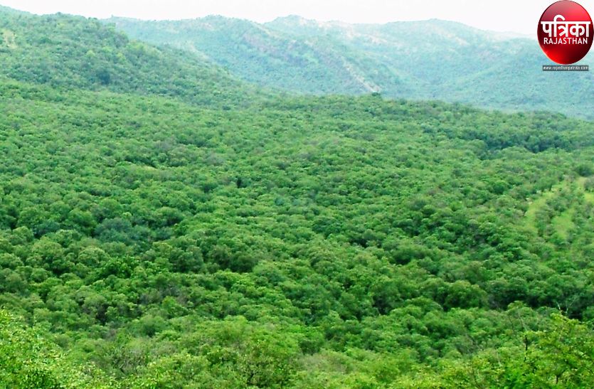भू माफियाओं के साथ सरकारी विभागों ने कब्जाई करोड़ों की वन भूमि, पाली-जालोर में बुरे हाल