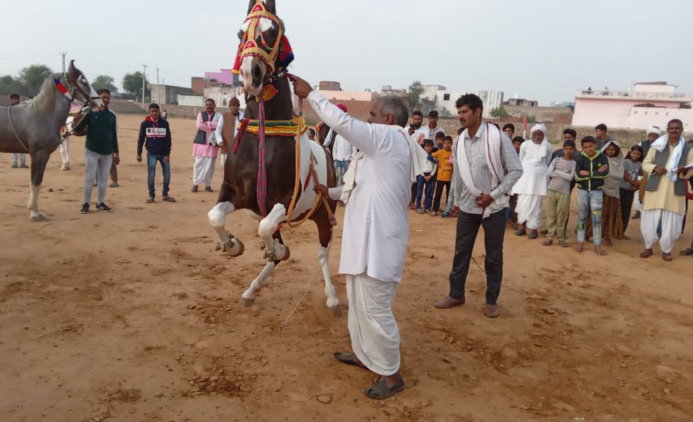 ढोल की थाप पर नाची धन्नो, खूब लगाई दौड़