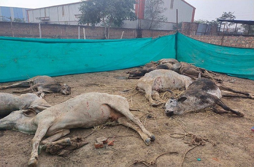 नाली में गाड़ी फंसने पर भाग निकले गो-तस्कर, गाड़ी में 9 गाय मृत मिली