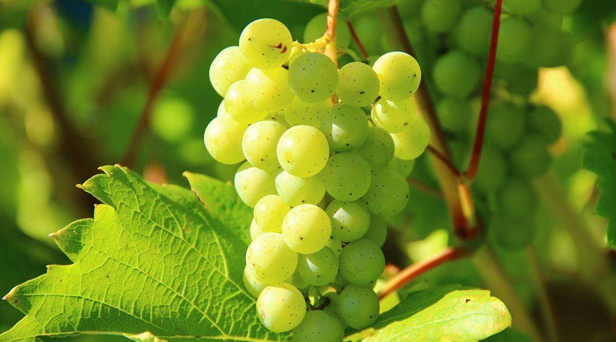 grapes-1200.jpg