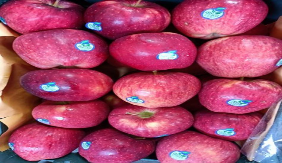 JAMMU KASHMIR की APPLE मारवाड़ में होगी पैदा