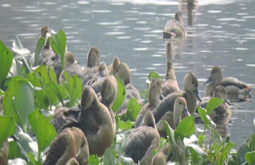 प्रवासी पक्षियों की चहचहाहट से गूंजा सांतरागाछी झील का वतावारण