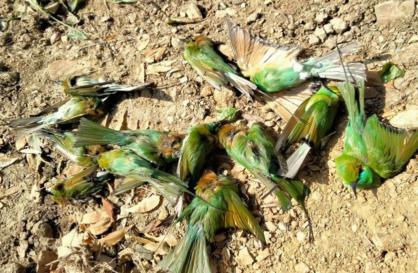 weather news: सर्दी का सितम: 29 ग्रीन बी ईटर पक्षियों की मौत