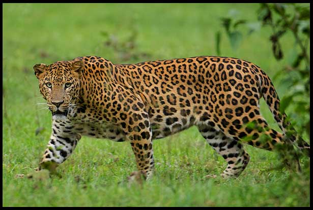 Leopard: आदमखोर हुआ तेंदुआ, दो बच्चों को बनाया निवाला