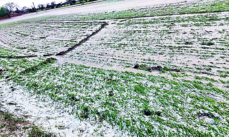 Damage to crops due to hailstorm in Madhya Pradesh