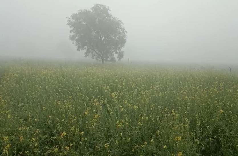 Weather News- 11 जिलों में बरसात का यलो अलर्ट