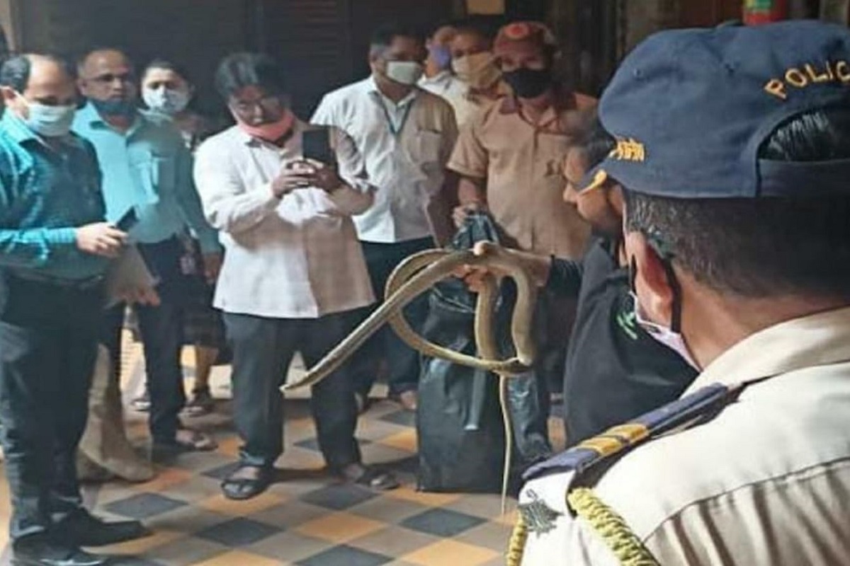 A snake found in the Bombay High Court judge's chamber