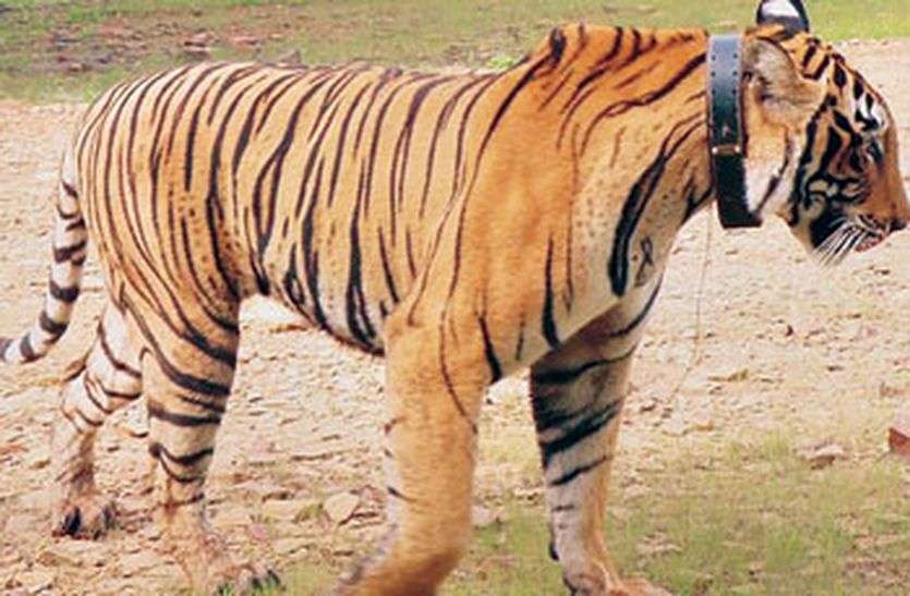 Sariska Tiger Reserve Monitoring Of Tiger Is Not Easy 10101