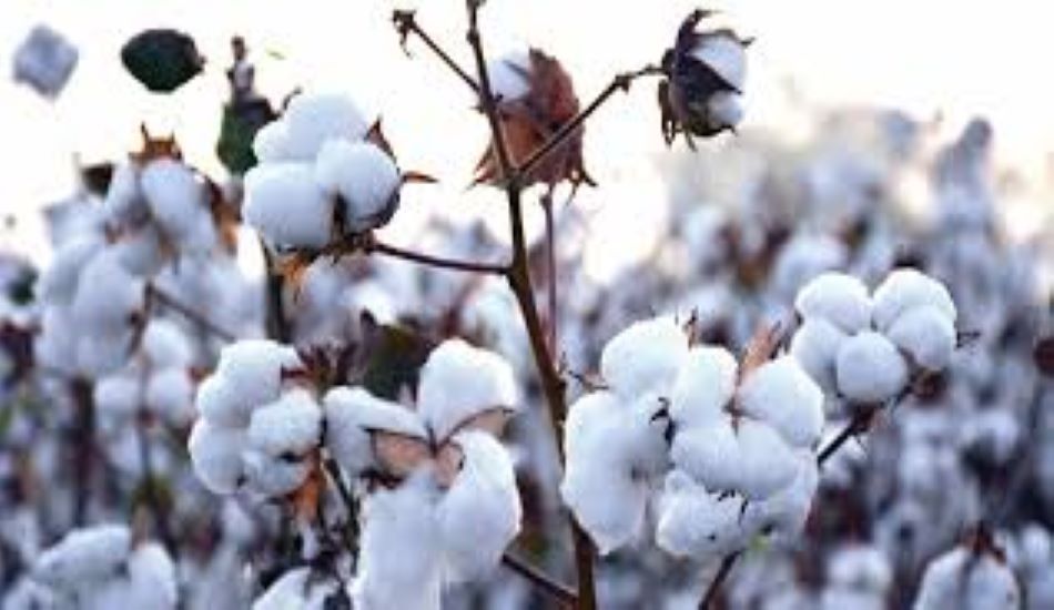 Cotton yarn In BHilwara: कपास में रिकॉर्ड तेजी से उछले यार्न के भाव