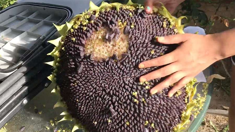 harvesting-sunflower-seeds.jpg