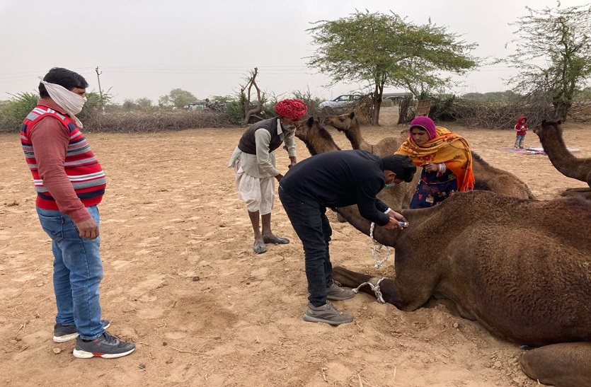 Camel welfare camps- रेबारियों के डेरों में पहुंच किया  ऊंटों का उपचार