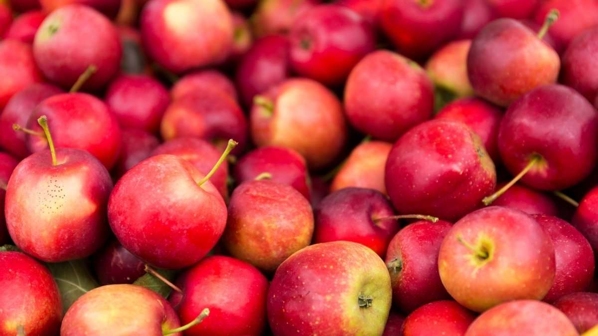 innovates-supply-chain-for-apple-fruit-in-jk.jpg