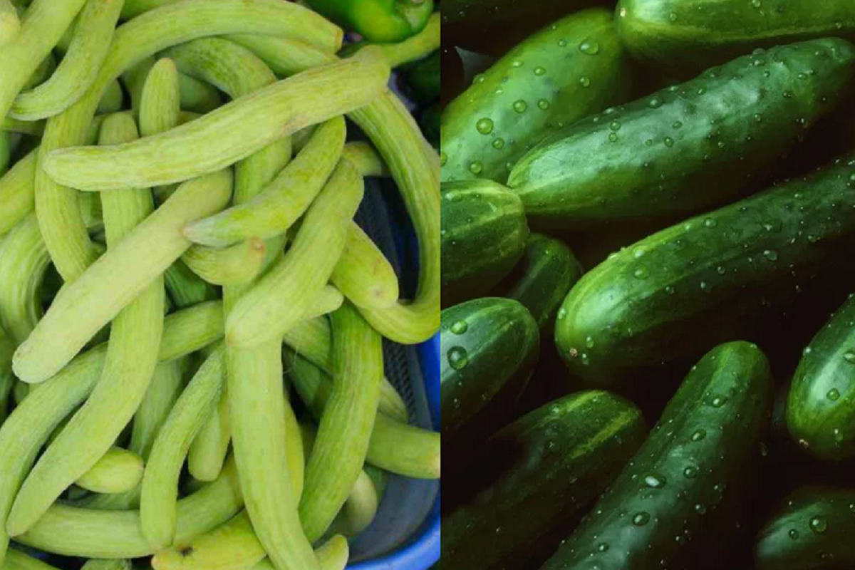 India emerges as world's top exporter of cucumber and gherkins