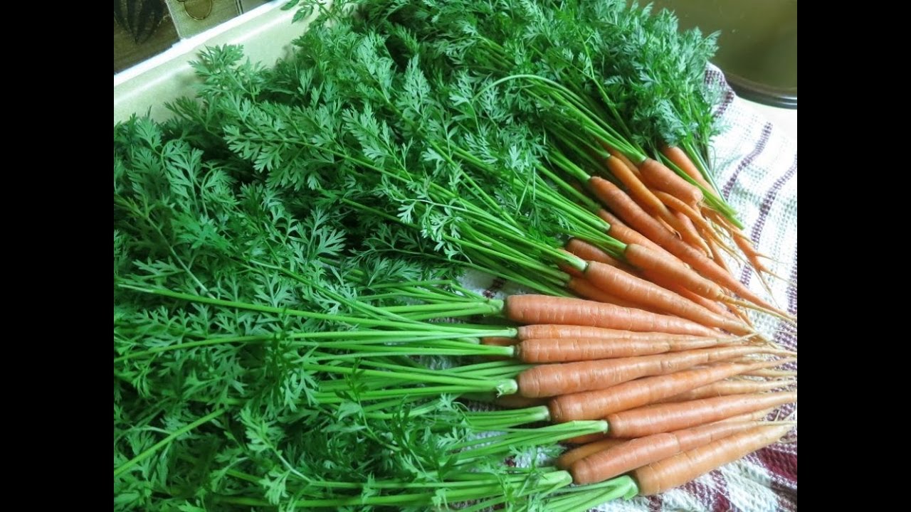 amazing-health-benefits-of-carrot-leaves-health-tips