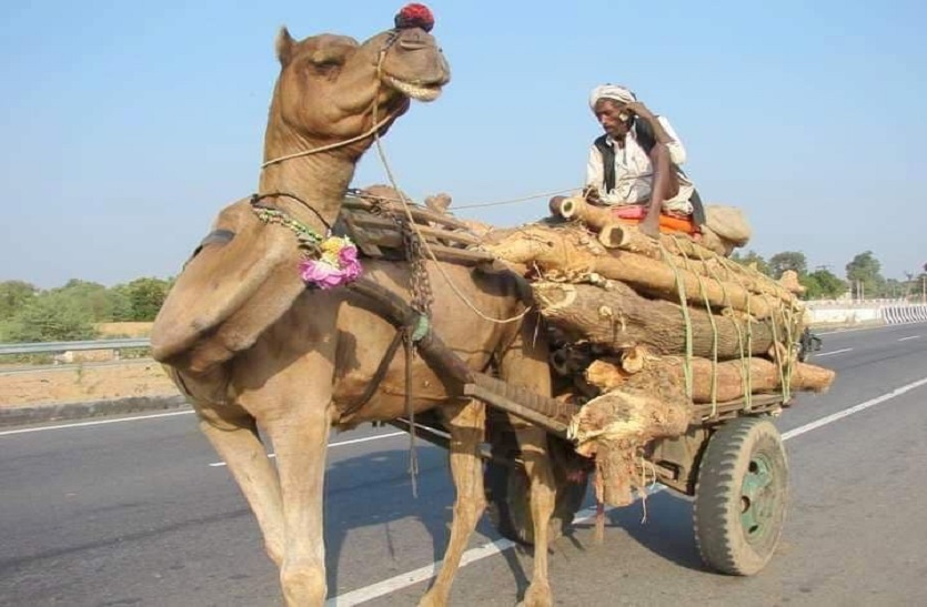 World Animal Welfare Fortnight- पशुओं पर नियमों से अधिक बोझा ढोना दण्डनीय अपराध: सक्सेना