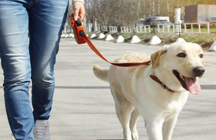 registration-of-pet-dogs-and-cats-now-compulsory-for-noida-residents.jpg
