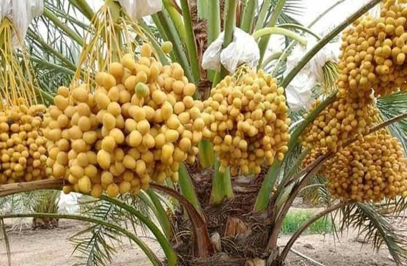 खजूर व अंजीर की खेती से मालामाल हो रहे किसान