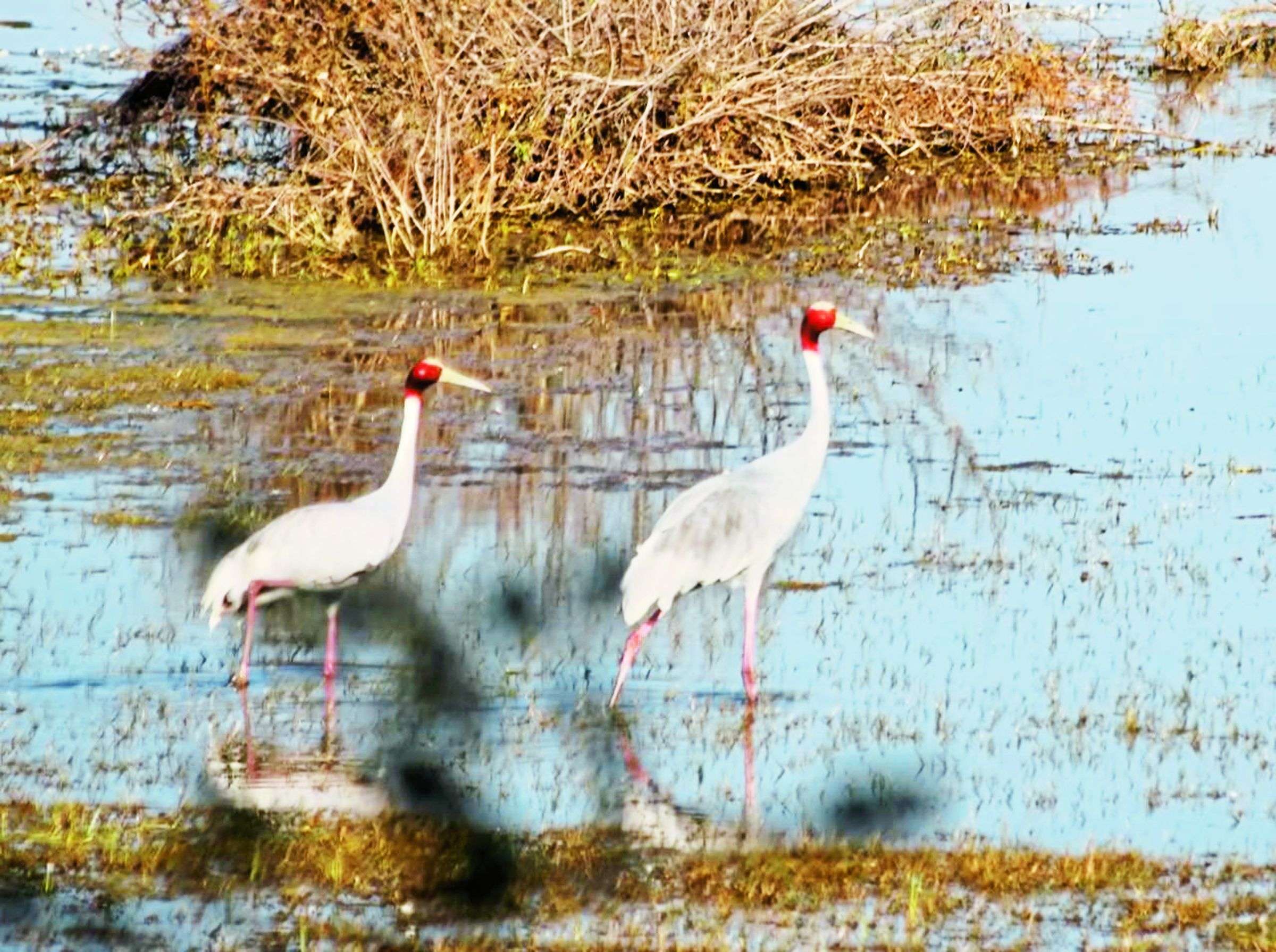 Migrant birds liked the pond of Badoop of Bhinder