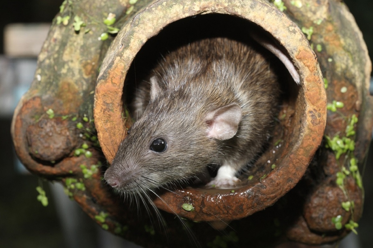 Sewer Rats could become the reason of new corona variant cryptic