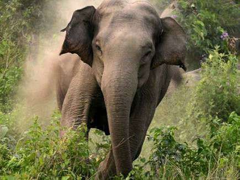 रेडियो कॉलर की मदद से हाथियों पर नजर रखेगा वन विभाग
