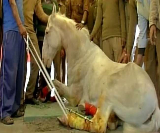 City Officers of Meerut looking for Mare With Death Warrant know the Reason