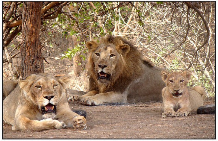 Ahmedabad Hindi News : कालियार अभ्यारण्य में गिर के शेर की दहाड़