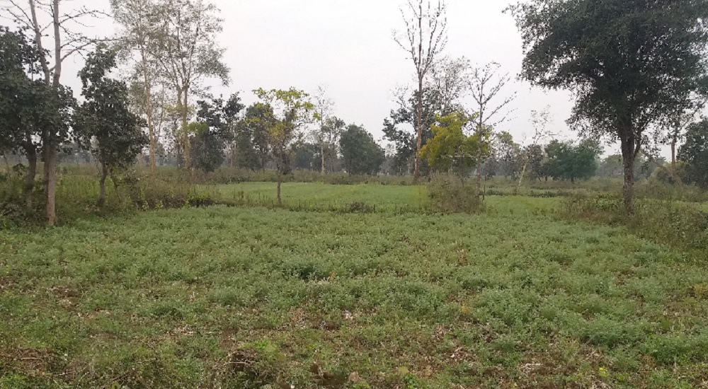 मौसम की बेरुखी, दिन भर छाए रहे बदरा, फसलों को होगा नुकसान