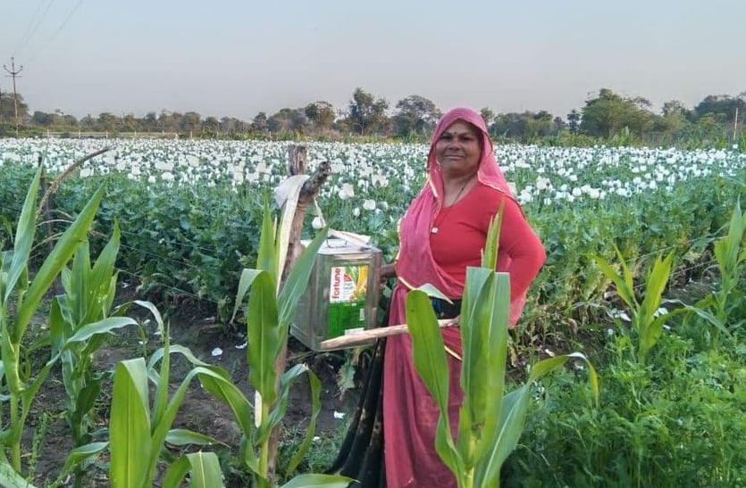 opium crop protection in bhilwara