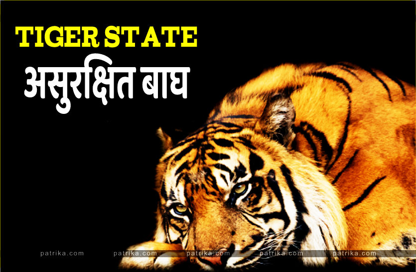 tiger_state_unsafe_tigers.png