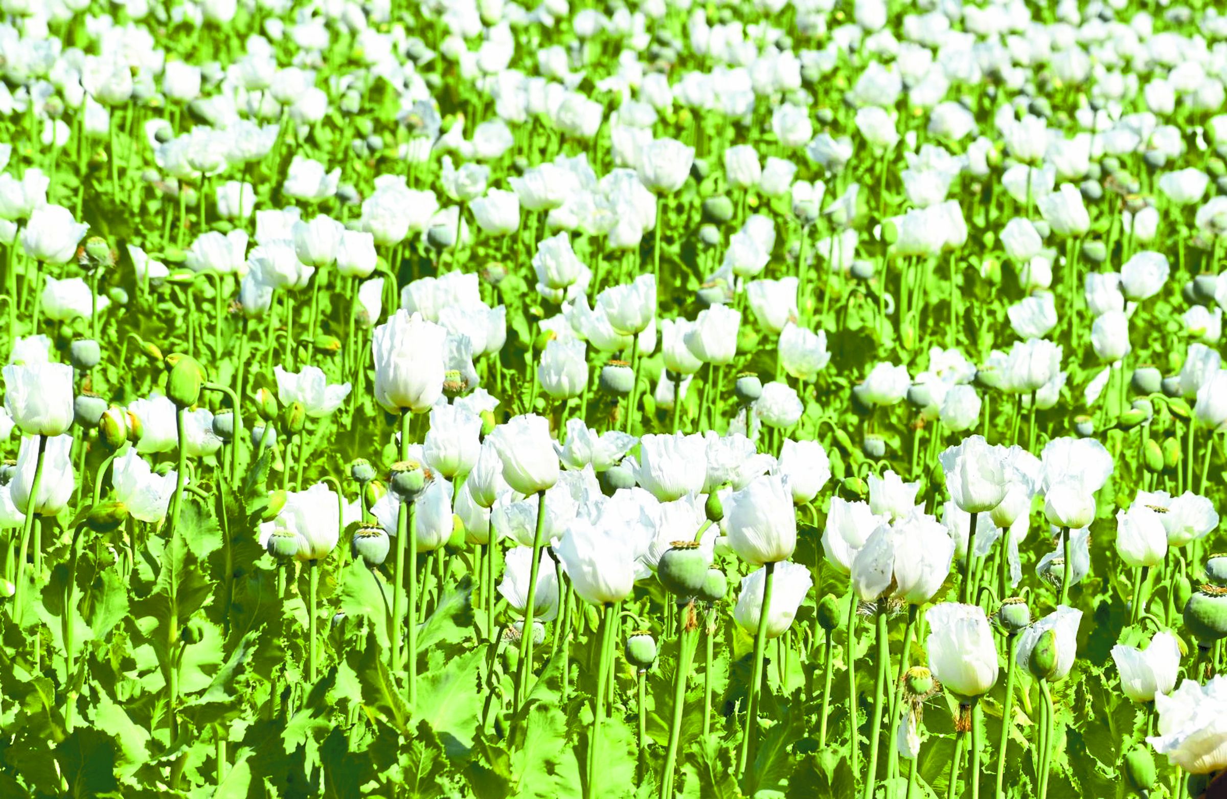 opium fields looking like tulip garde