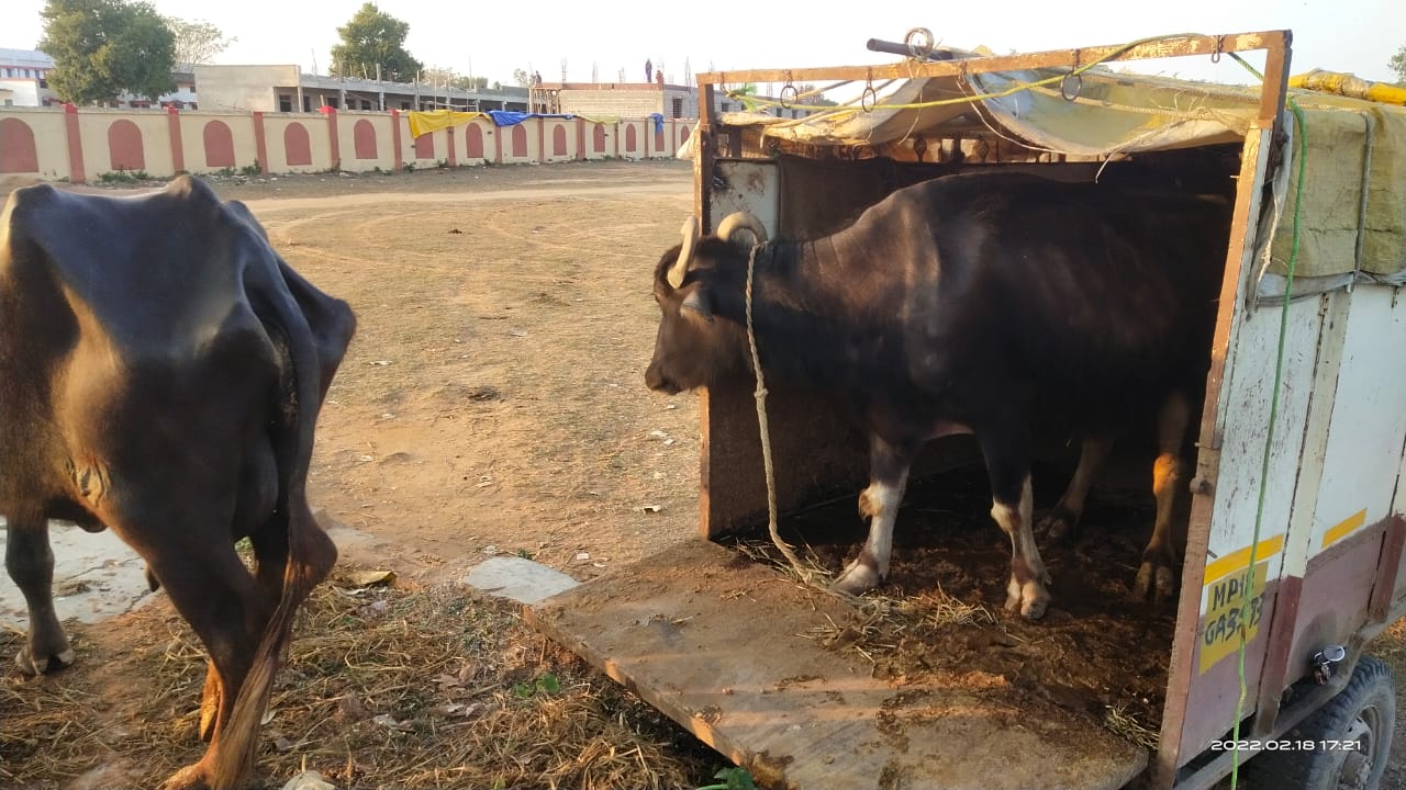 The slaughterhouse was taking the cattle in the cargo, the police conf