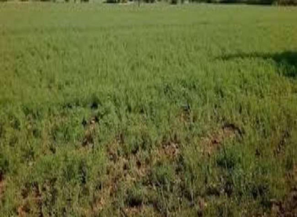 चने फसल में इल्ली, सुखने समस्या से किसान परेशान