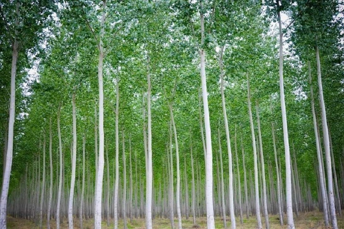 business idea eucalyptus safeda tree farming | महज 25 हजार की लागत में इस  पेड़ को लगाएं, 5 साल में होगा 60 लाख का मुनाफा | Patrika News