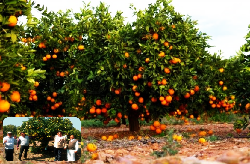 orange_farming.png