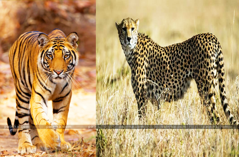tiger_will_come_in_madhav_udyan_and_african_cheetah_will_come_in_palpur_kuno.png
