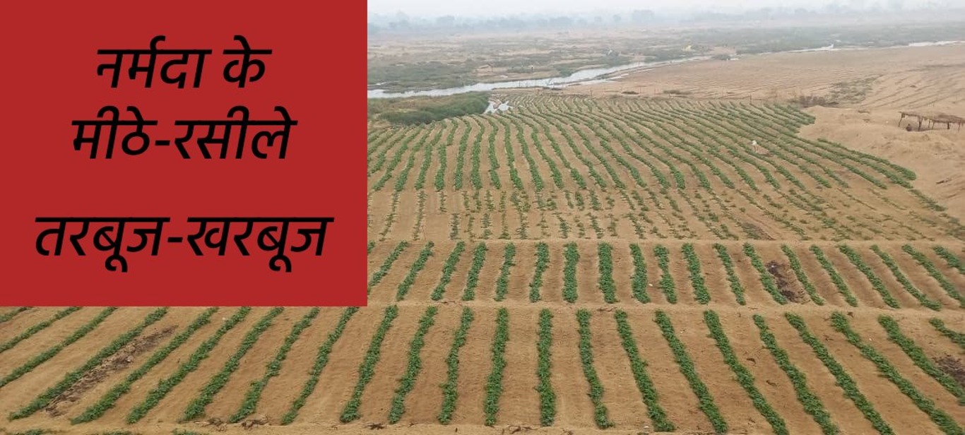 एक माह इंतजार कीजिए...तरावटी फल खरबूज-तरबूज आने वाले हैं