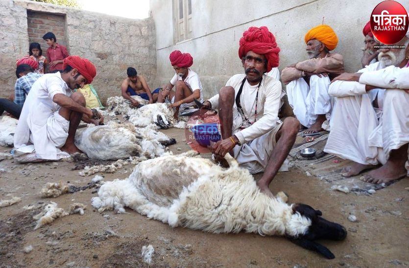 अनूठी परम्परा : भेड़ों और बकरियों के लव लेने की प्रक्रिया के दौरान होती है सामाजिक सभा