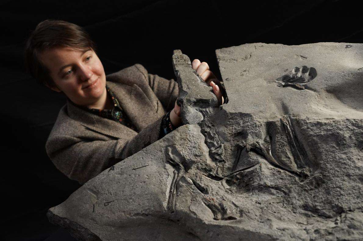 PhD student Natalia Jagielska unveils the 170-million-year-old fossil
